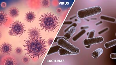 Virus y bacterias, los microorganismos que afectan al entorno
